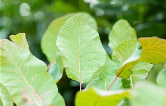 Cotinus coggygria 'Old Fashioned'  Cotinus coggygria 'Old Fashioned'
