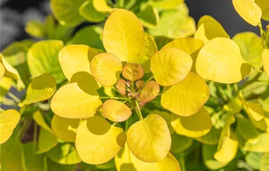 Cotinus coggygria 'Golden Lady'  Cotinus coggygria 'Golden Lady'