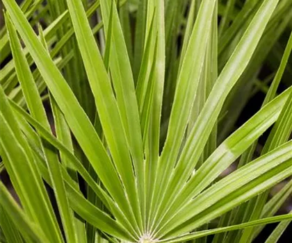 Chamaerops excelsa  Chamaerops excelsa