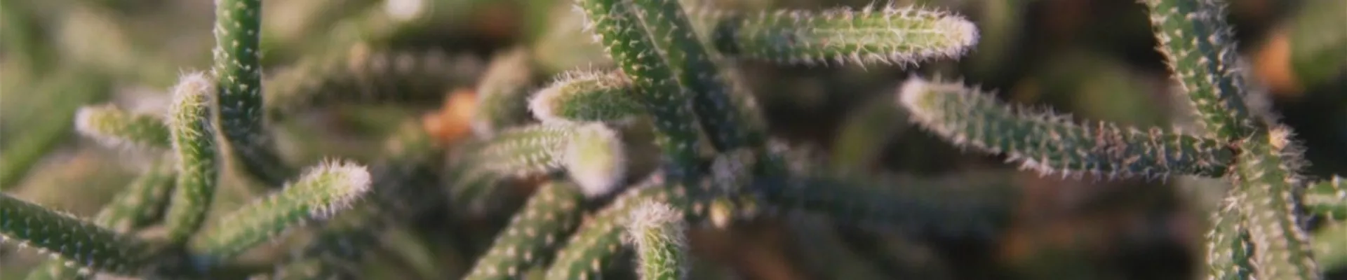 Binsenkaktus - Umtopfen (thumbnail) Binsenkaktus - Umtopfen (thumbnail)