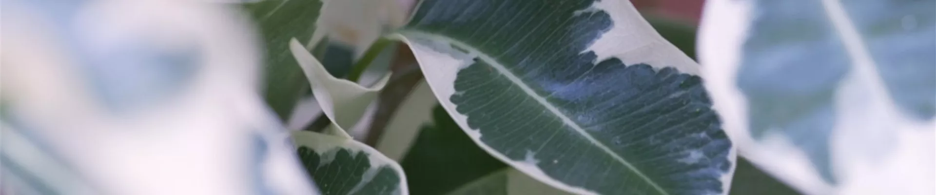 Birkenfeige - Umtopfen (thumbnail) Birkenfeige - Umtopfen (thumbnail)