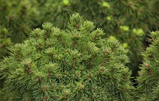 Picea glauca 'Alberta Globe'  Picea glauca 'Alberta Globe'