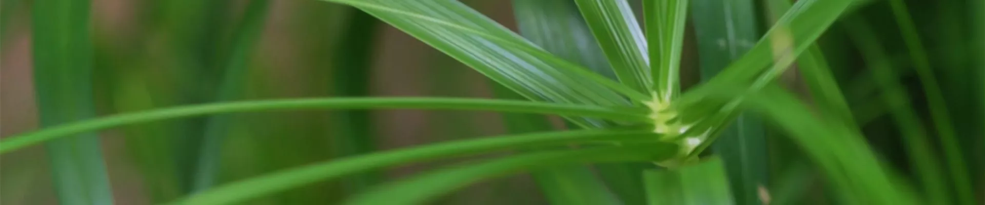 Zyperngras - Umtopfen (Thumbnail) Zyperngras - Umtopfen (Thumbnail)