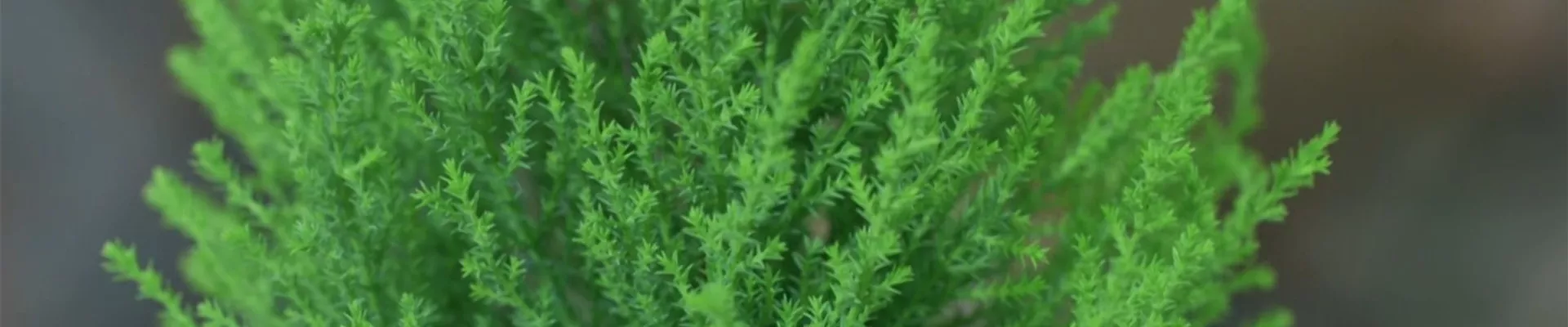 Zimmerzypresse - Umtopfen (thumbnail) Zimmerzypresse - Umtopfen (thumbnail)