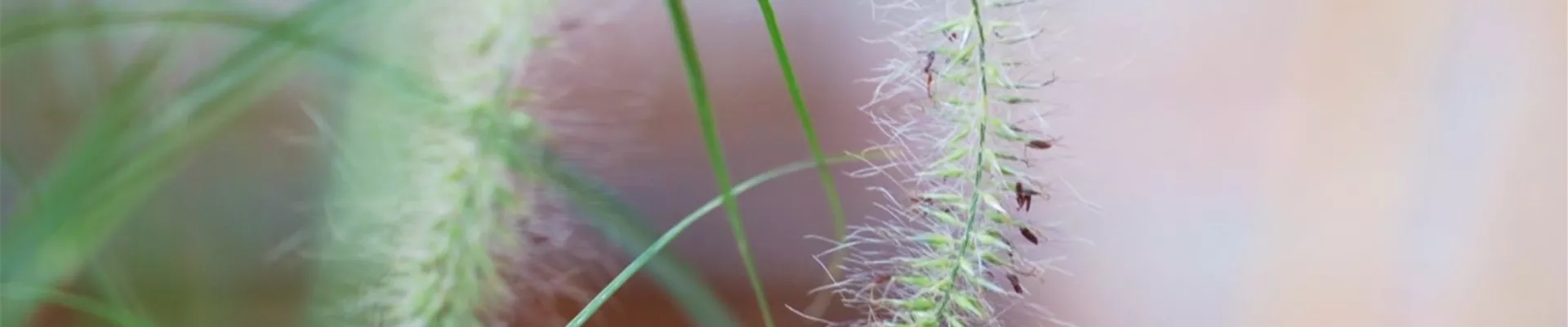 Federborstengras - Einpflanzen im Garten (thumbnail) Federborstengras - Einpflanzen im Garten (thumbnail)