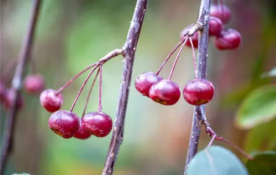 Malus 'Profusion Select' Malus 'Profusion Select'