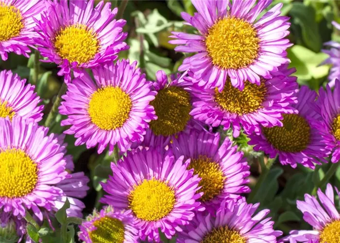 Feinstrahl - Einpflanzen im Garten Feinstrahl - Einpflanzen im Garten