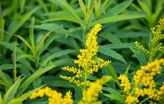 Solidago canadensis 'Goldkind'  Solidago canadensis 'Goldkind'