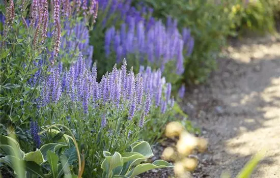 Salvia nemorosa 'Amethyst' 