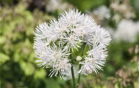 Thalictrum aquilegifolium 'Album' 