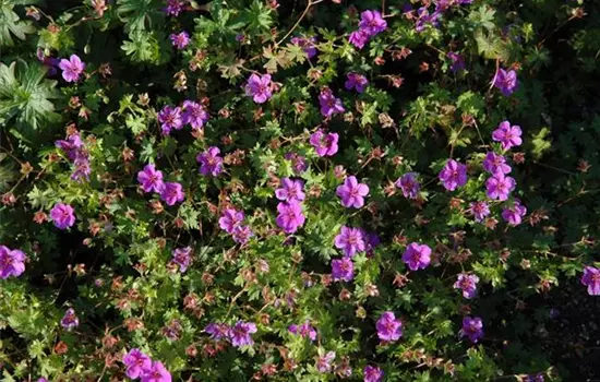 Geranium sanguineum 'Dilys' 