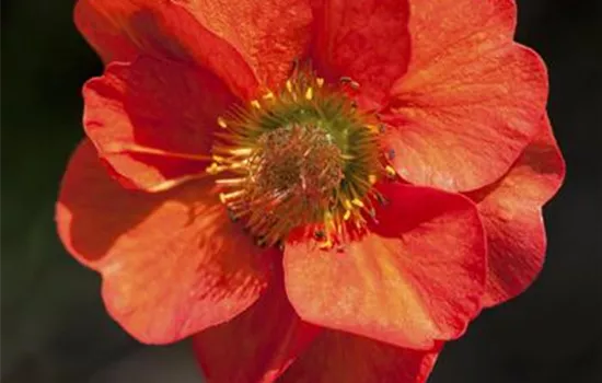 Geum chiloense 'Mrs. Bradshaw' 