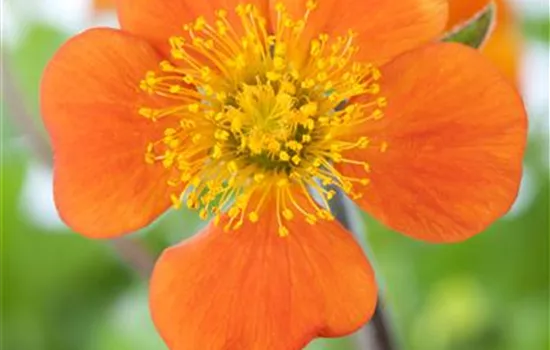 Geum coccineum 'Borisii' 