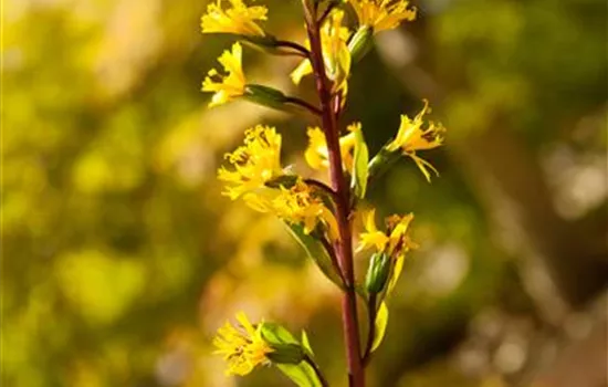 Ligularia przewalskii 