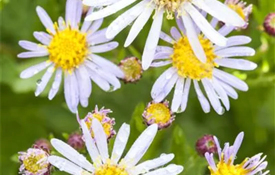 Aster ageratoides 'Asran' 