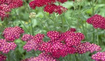Schafgarbe 'Red Velvet'