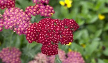 Schafgarbe 'Red Velvet'