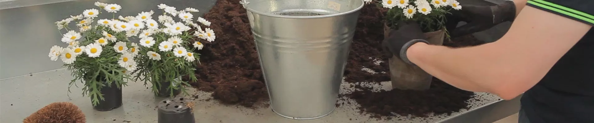 Mageriten - Einpflanzen in ein Gefäß (thumbnail) Mageriten - Einpflanzen in ein Gefäß (thumbnail)