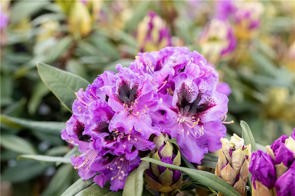 rhododendron abba Boursault Catawba Rhododendron