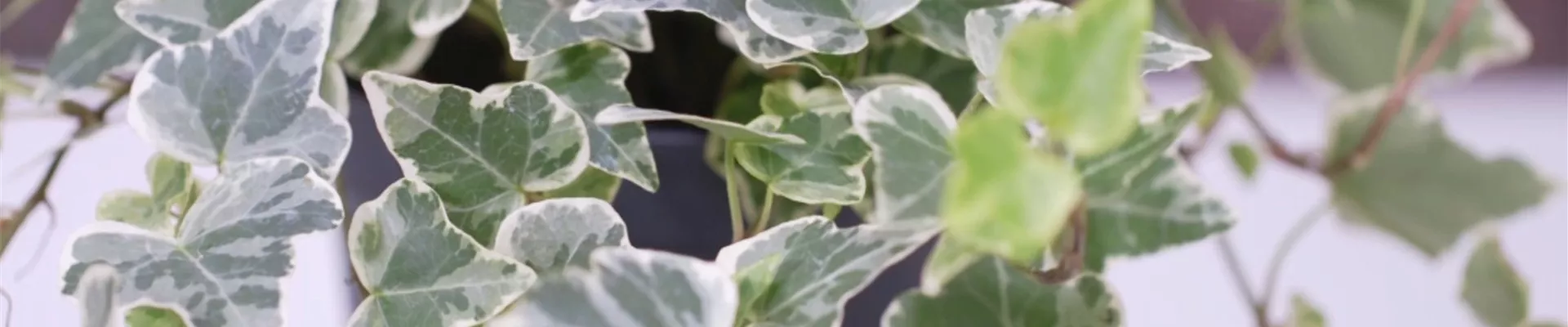 Efeu - Umtopfen (thumbnail) Efeu - Umtopfen (thumbnail)