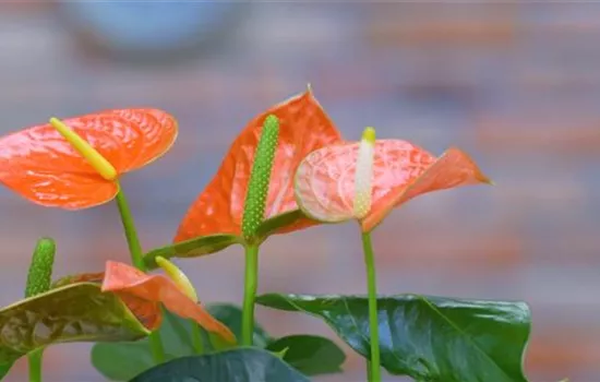 Flamingoblume - Umtopfen Flamingoblume - Umtopfen