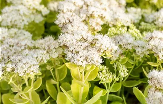 Sedum spectabile 'Iceberg' 