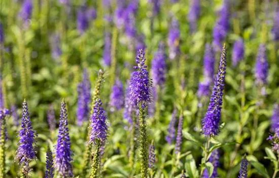 Veronica spicata 'Nana Blauteppich'  Veronica spicata 'Nana Blauteppich'