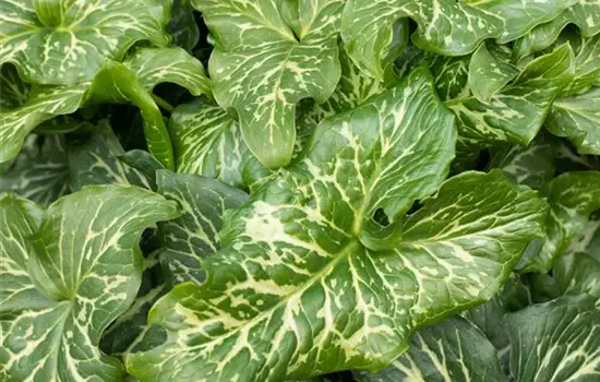 Arum italicum 