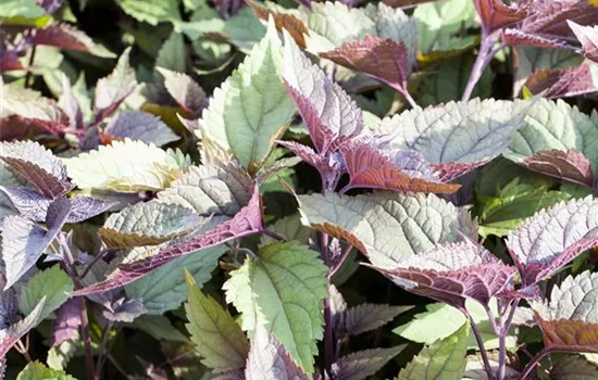 Eupatorium rugosum 'Chocolate' 
