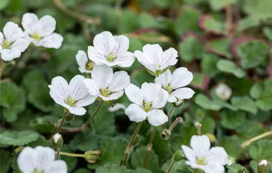 Erodium reichardii 'Album' 
