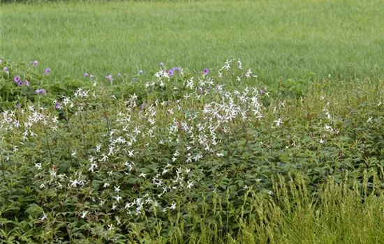 Gillenia trifoliata 