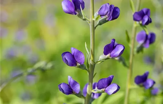 Baptisia australis 