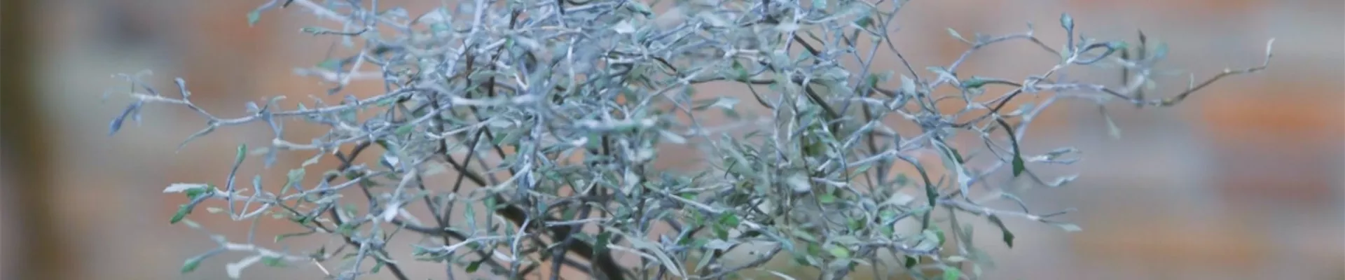 Zickzackstrauch - Umtopfen (thumbnail) Zickzackstrauch - Umtopfen (thumbnail)