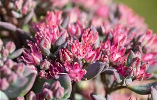 Sedum cauticola 'Robustum' 