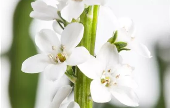 Lysimachia clethroides 