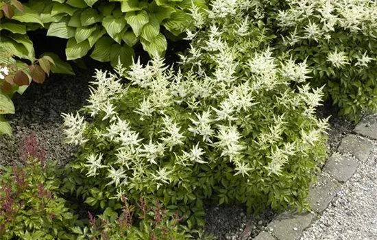 Astilbe japonica 'Washington' 