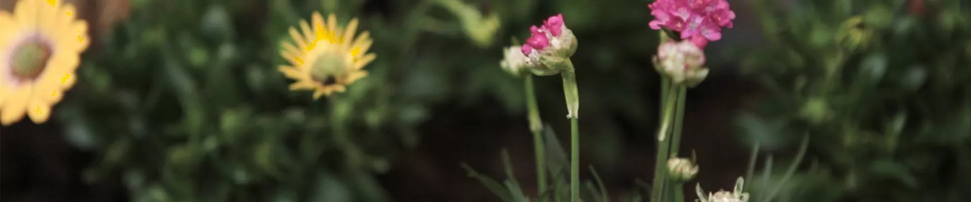 Strandgrasnelke - Einpflanzen im Garten (Thumbnail) Strandgrasnelke - Einpflanzen im Garten (Thumbnail)