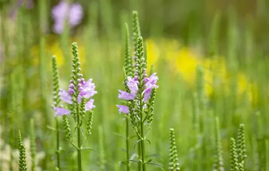 Physostegia virginiana 'Bouquet Rose' 