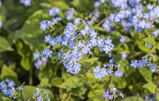 Brunnera macrophylla 
