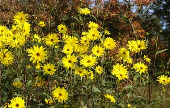Helianthus atrorubens 