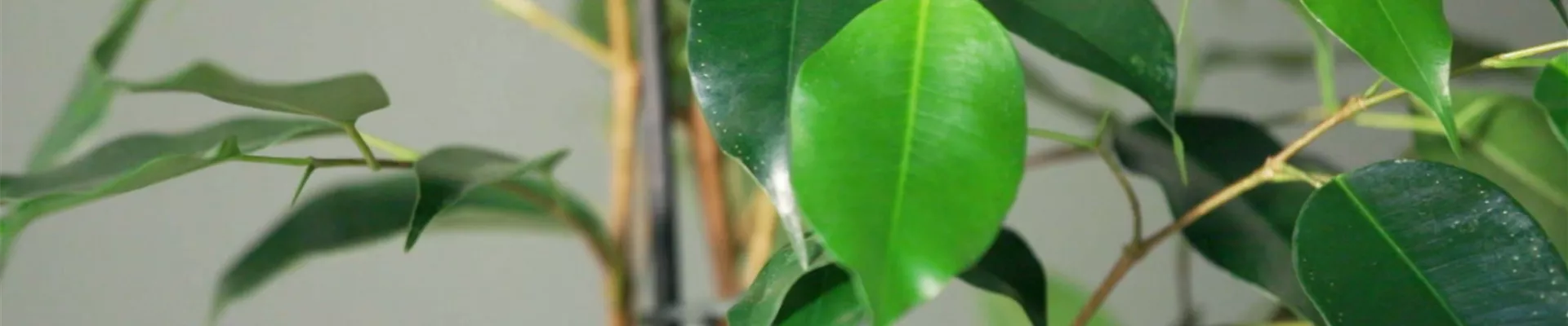 Zimmerpflanzenportrait - Birkenfeige (thumbnail) Zimmerpflanzenportrait - Birkenfeige (thumbnail)