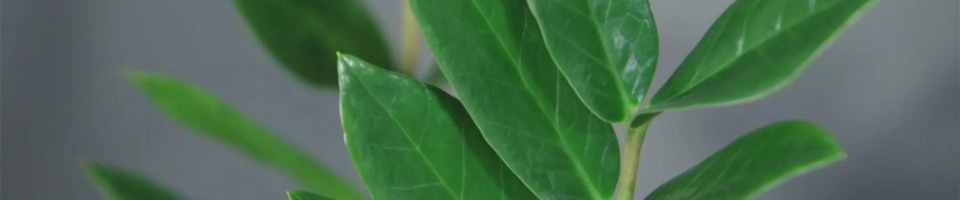 Zimmerpflanzenportrait - Glücksfeder (Thumbnail)