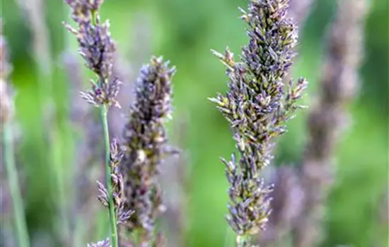 Molinia caerulea 'Moorhexe' 