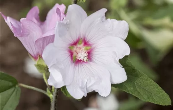 Lavatera x olbia 'Baby Barnsley' 
