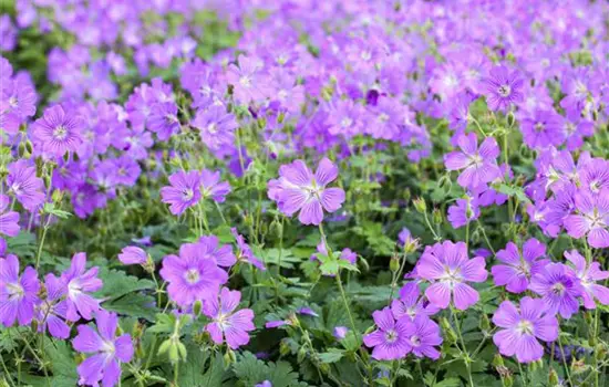 Geranium gracile 'Sirak' 