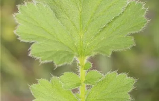 Geum chiloense 'Goldball' 