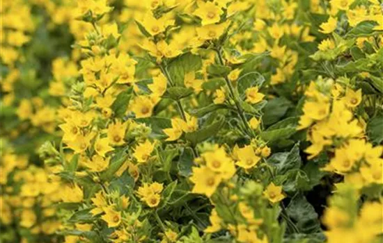 Lysimachia punctata 