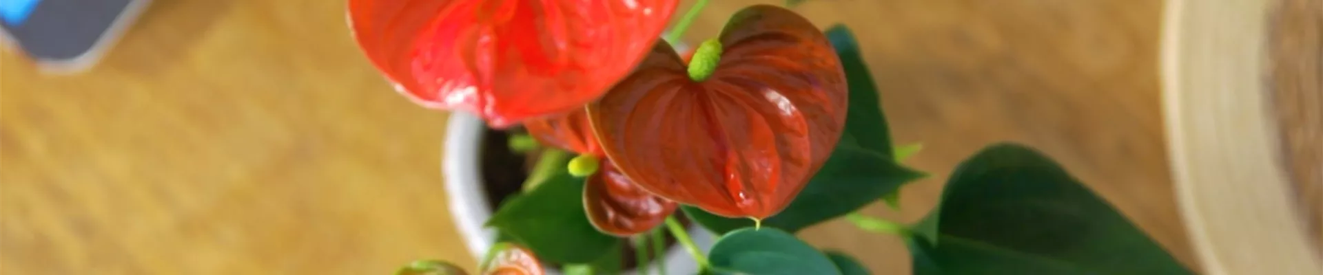 Flamingoblume (thumbnail) Flamingoblume (thumbnail)