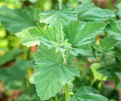 Althaea officinalis  Althaea officinalis