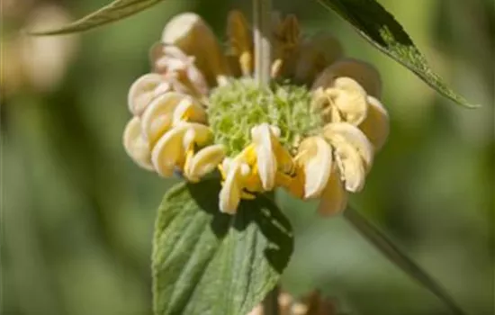 Phlomis russeliana 